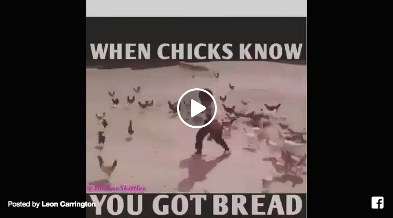 chickens chase boy