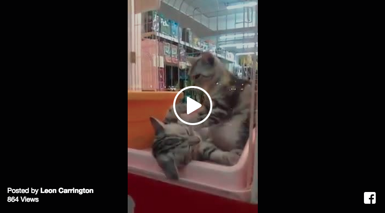 cat love