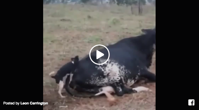 dog loves cow