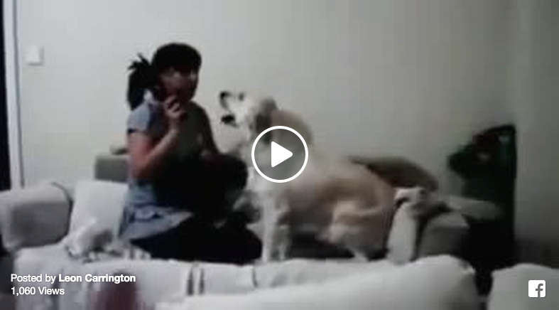 dogs stop beating
