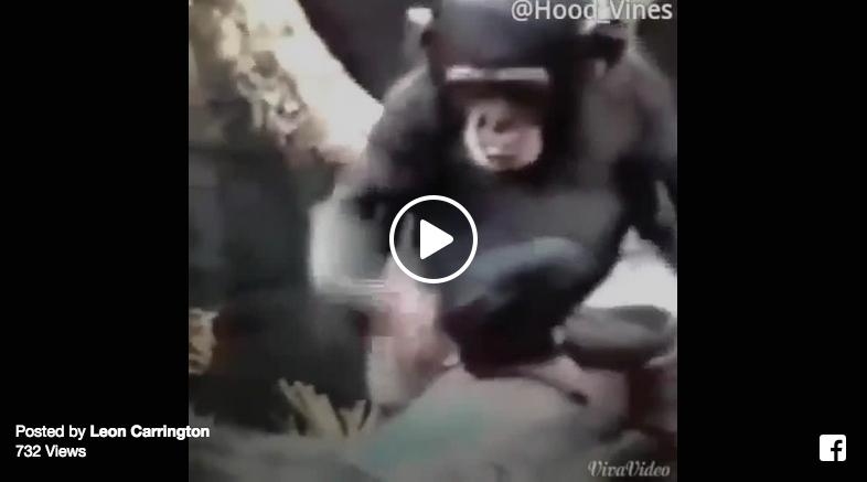 hood vines