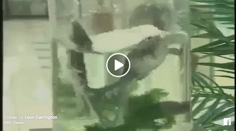 prank glass ice water