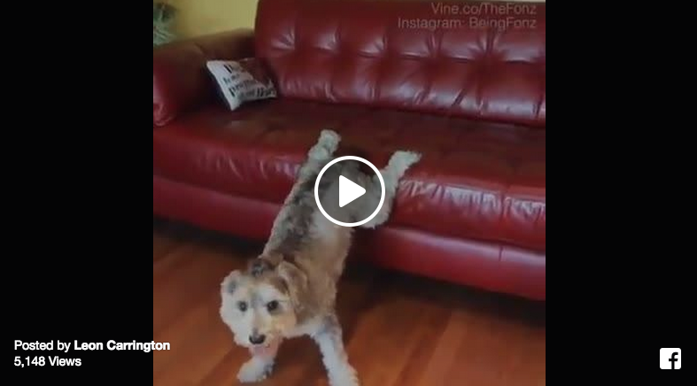 twerking dog