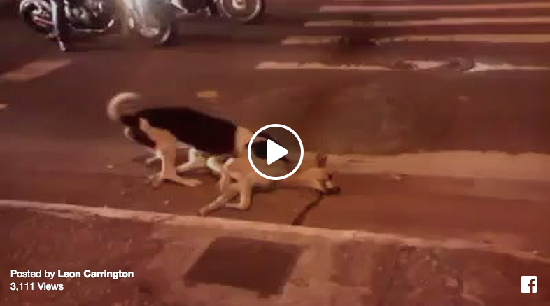 dog protects dog hit by car