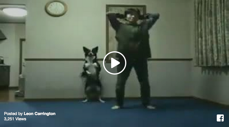 exercising dog funny
