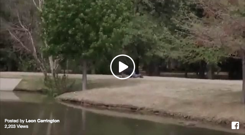 bodybuilder fail on horse