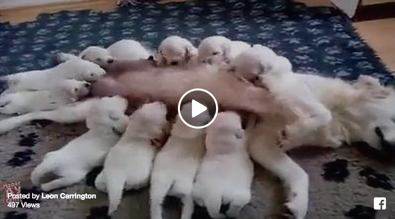milking puppies
