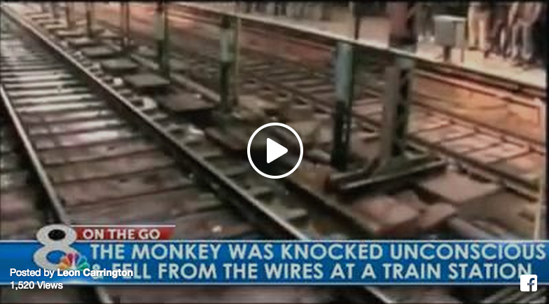 heroic monkey saves friend