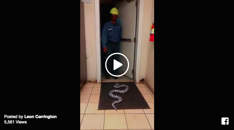 prank fake snake break room